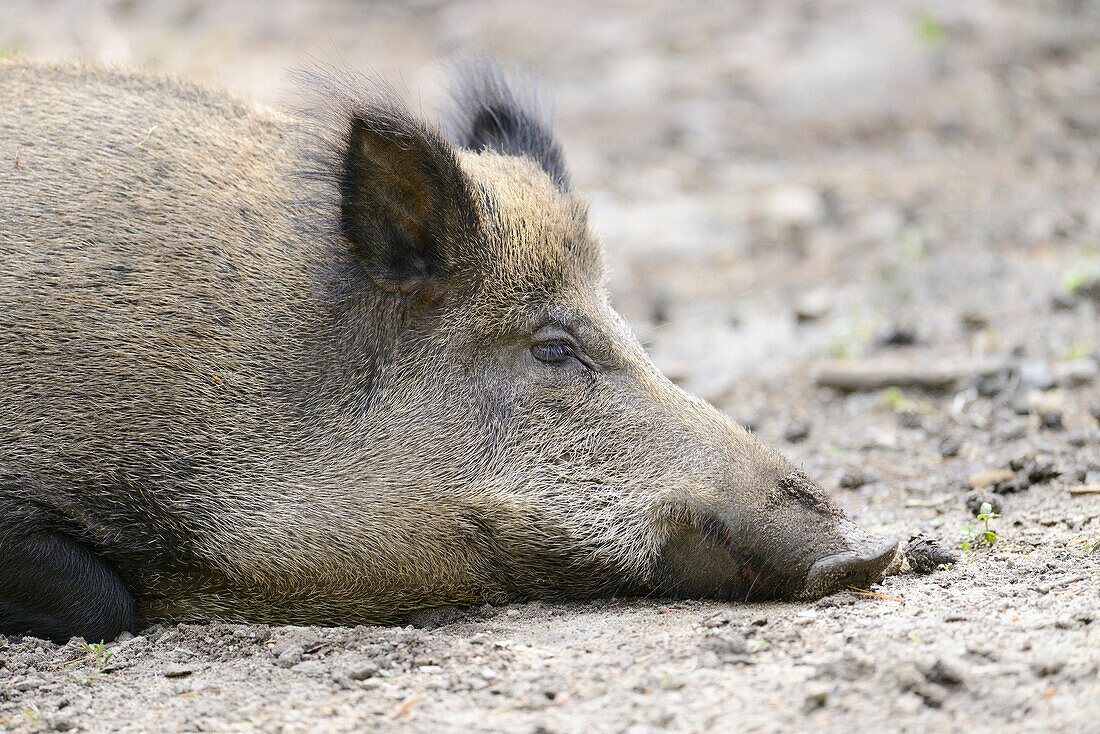 Portrait of a Wild boar or wild pig (Sus scrofa) in a forest in early summer, Wildlife Park Old Pheasant , Hesse, Germany