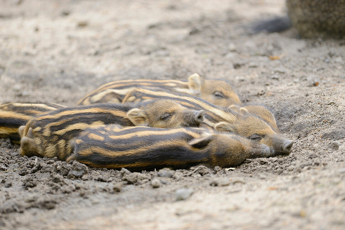 Close-up of Wild boar or wild pig (Sus scrofa) piglets in a forest in early summer, Wildlife Park Old Pheasant, Hesse, Germany