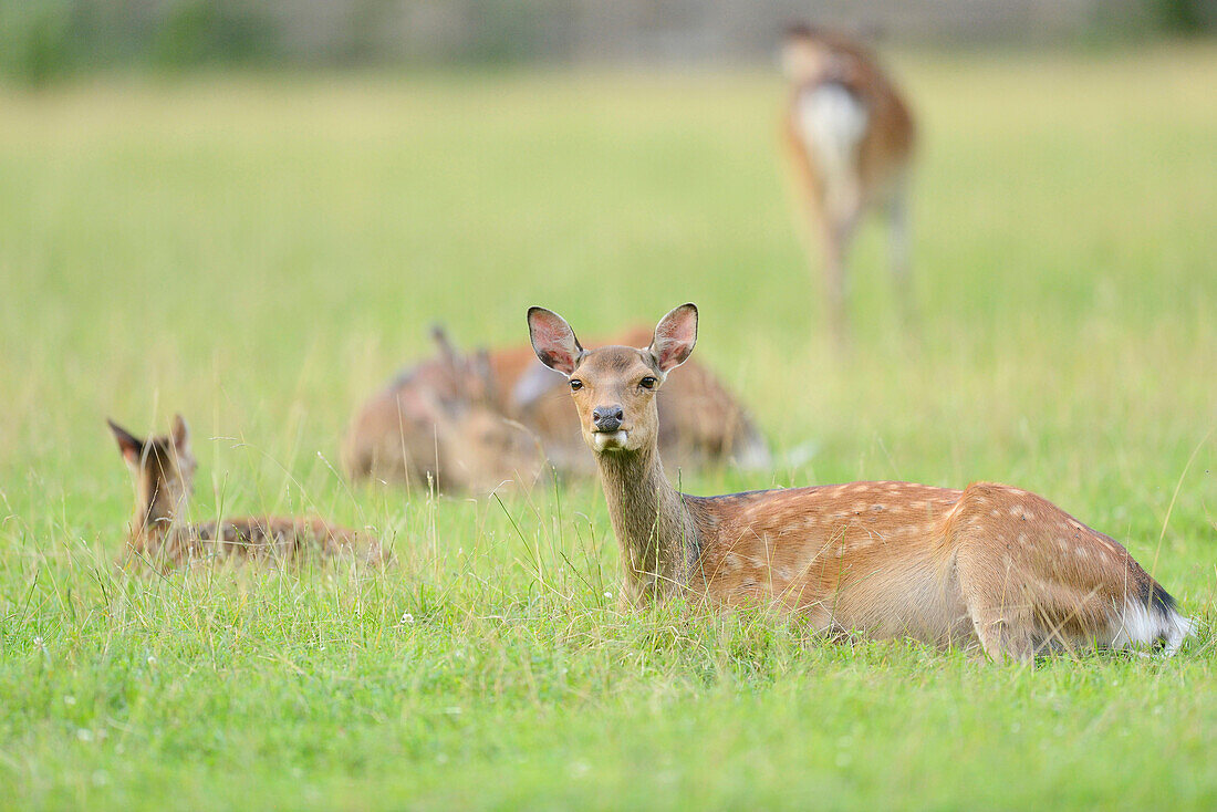 Close-up of sika deer (Cervus nippon) on a meadow in early summer, Wildlife Park Old Pheasant, Hesse, Germany