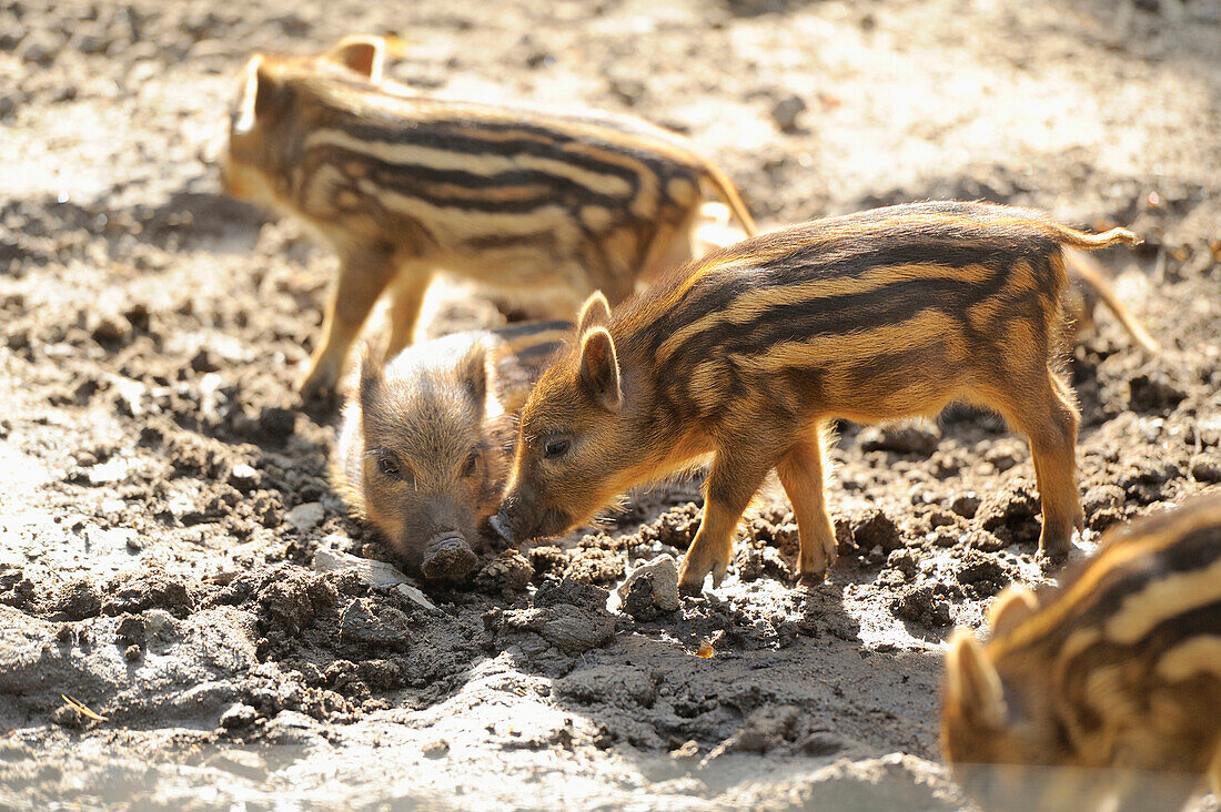 Nahaufnahme von Wildschwein (Sus scrofa) Ferkeln in einem Wald im Frühsommer, Wildpark Alter Fasan, Hessen, Deutschland