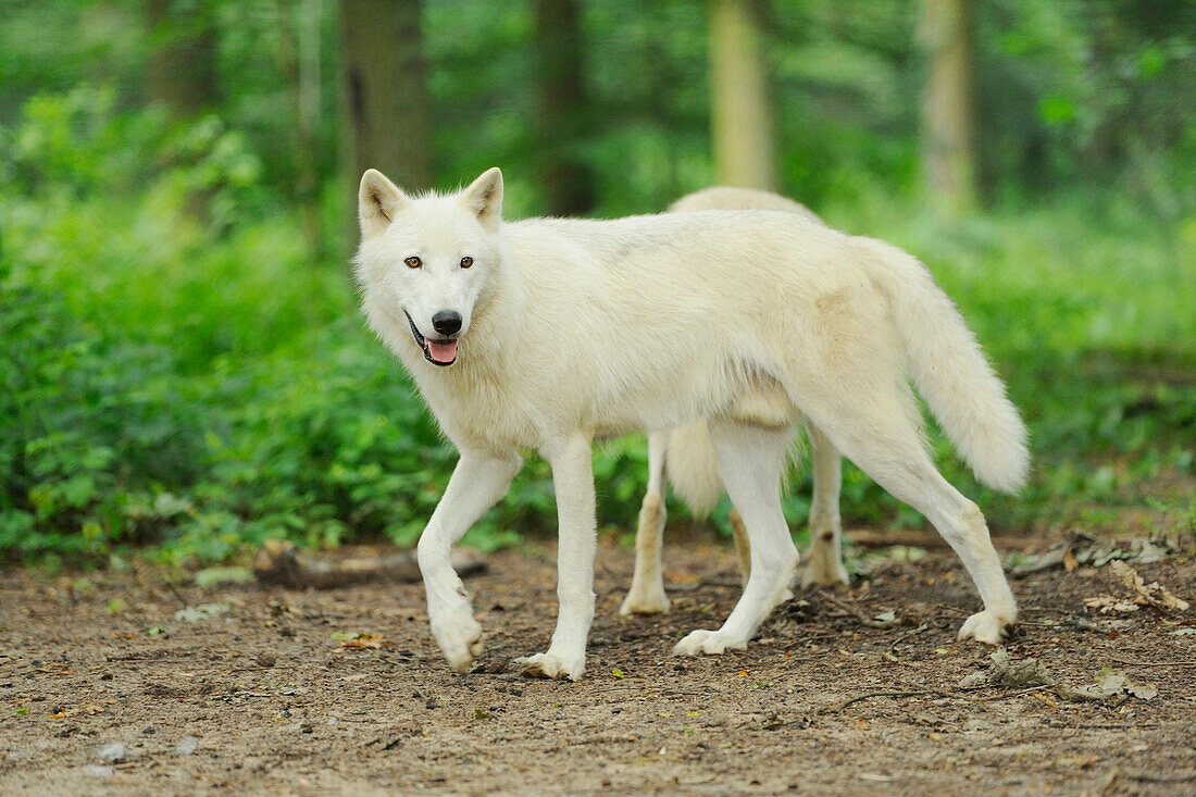 Nahaufnahme eines Polarwolfs (Canis lupus arctos) in einem Wald im Frühsommer, Wildpark Alter Fasan, Hessen, Deutschland