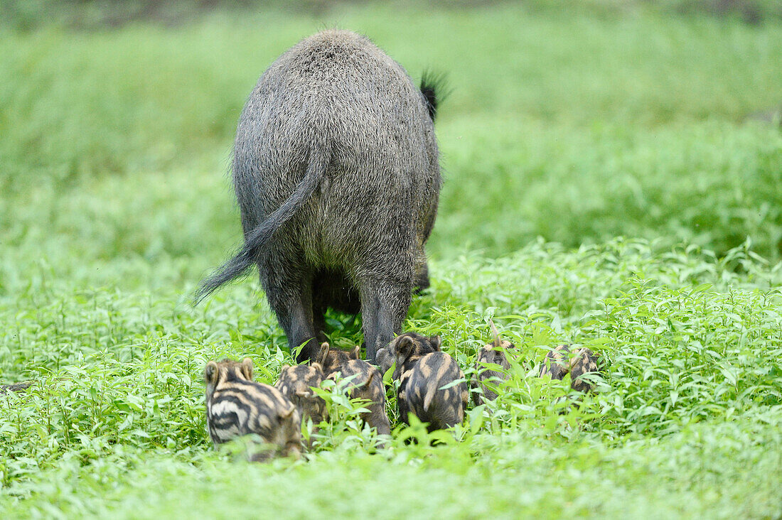 Nahaufnahme einer Wildschweinmutter (Sus scrofa) mit ihren Ferkeln in einem Sumpf im Frühsommer, Wildpark Alte Fasanerie Hanau, Hessen, Deutschland