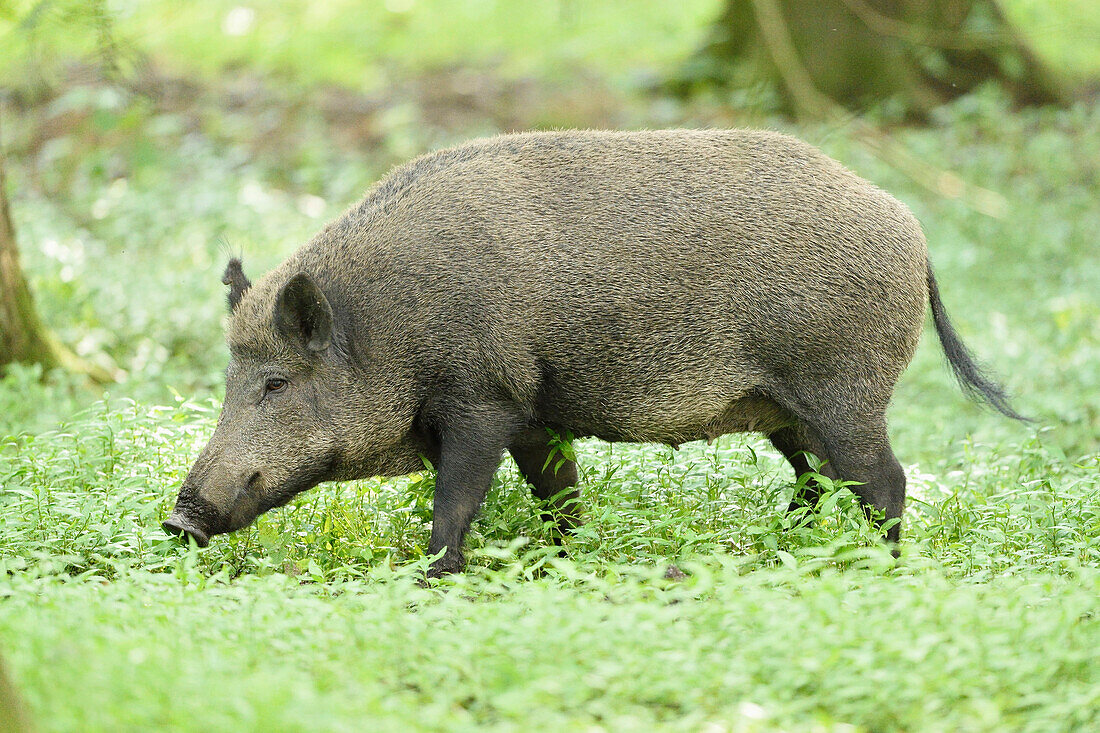 Nahaufnahme eines Wildschweins (Sus scrofa) in einem Sumpfgebiet im Frühsommer, Wildpark Alte Fasanerie Hanau, Hessen, Deutschland