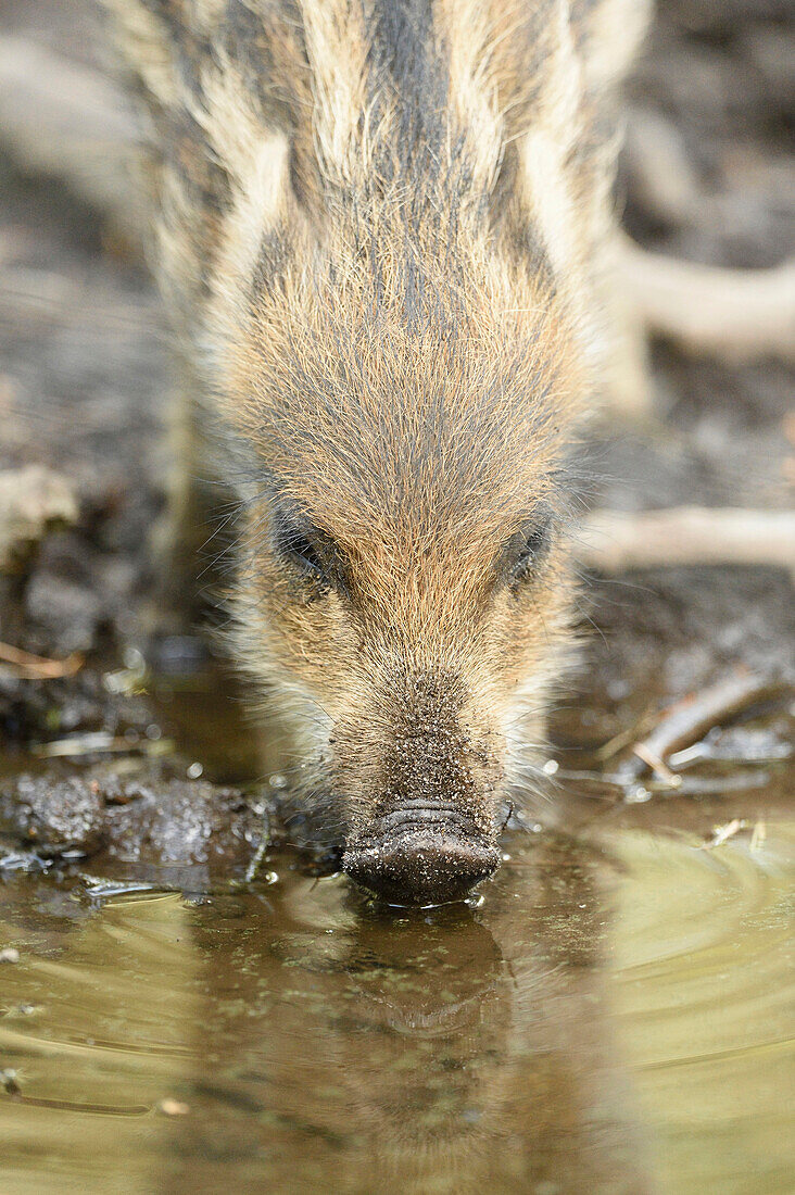 Portrait of a Wild boar or wild pig (Sus scrofa) piglet in a forest in early summer, Wildpark Alte Fasanerie Hanau, Hesse, Germany