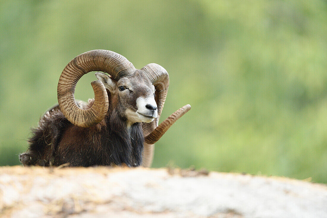 Close-up of a mouflon (Ovis orientalis orientalis) in early summer, Wildpark Alte Fasanerie Hanau, Hesse, Germany