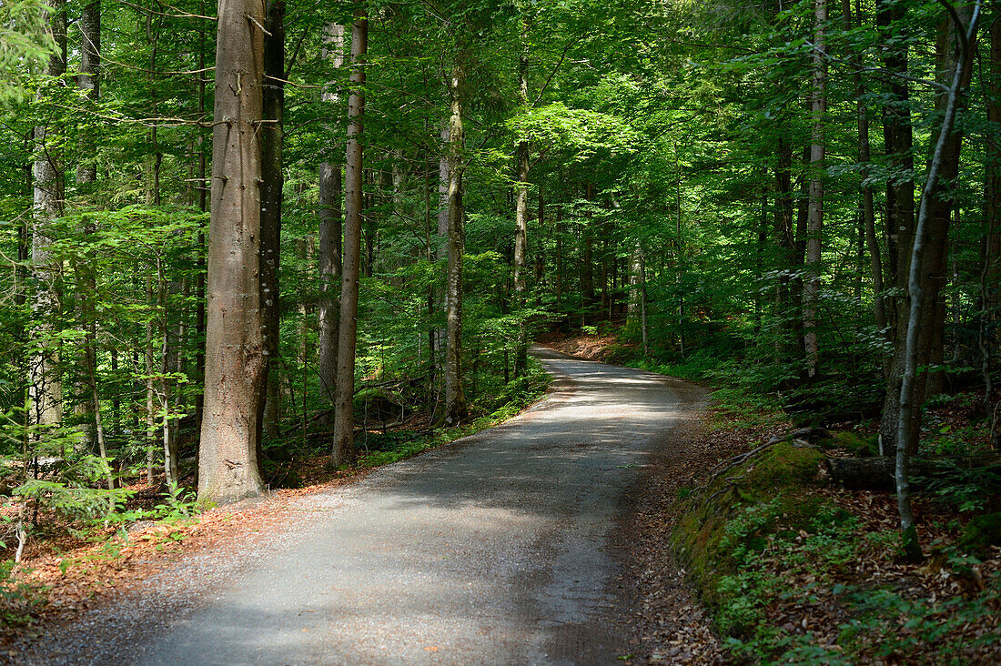 Landschaft einer Straße durch den Wald, Bayerischer Wald, Bayern, Deutschland