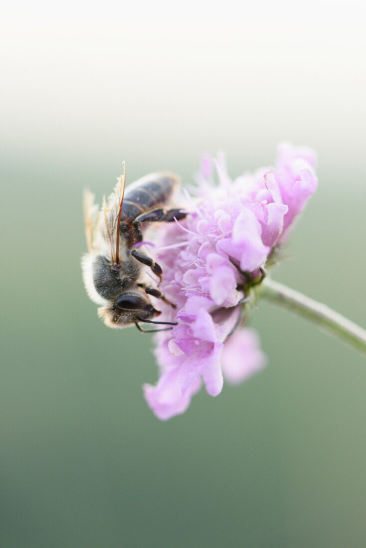 Nahaufnahme einer Europäischen Honigbiene (Apis mellifera) auf einer Blüte im Sommer, Oberpfalz, Bayern, Deutschland