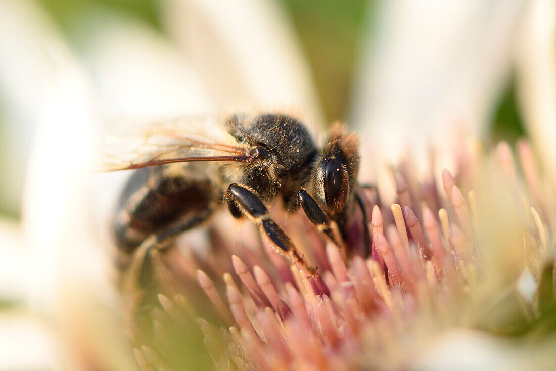 Nahaufnahme der Europäischen Honigbiene (Apis mellifera) an einer Blüte im Sommer, Oberpfalz, Bayern, Deutschland