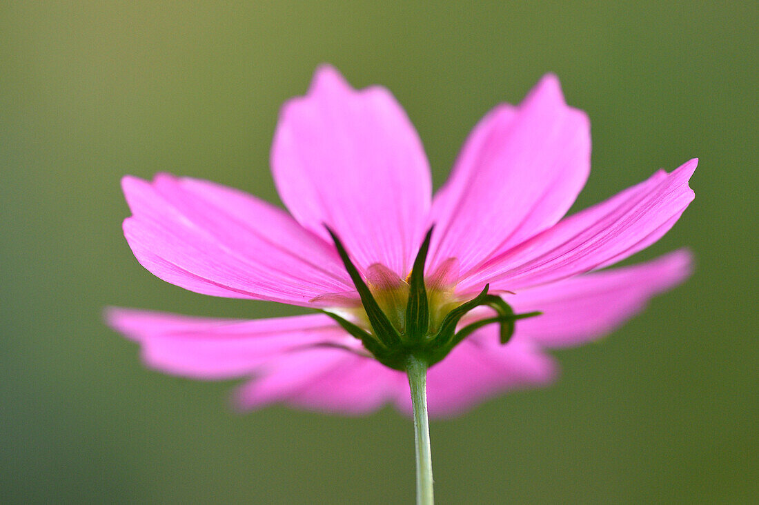 Close-up of a Garden cosmos or Mexican aster (Cosmos bipinnatus) in summer, Upper Palatinate, Bavaria, Germany