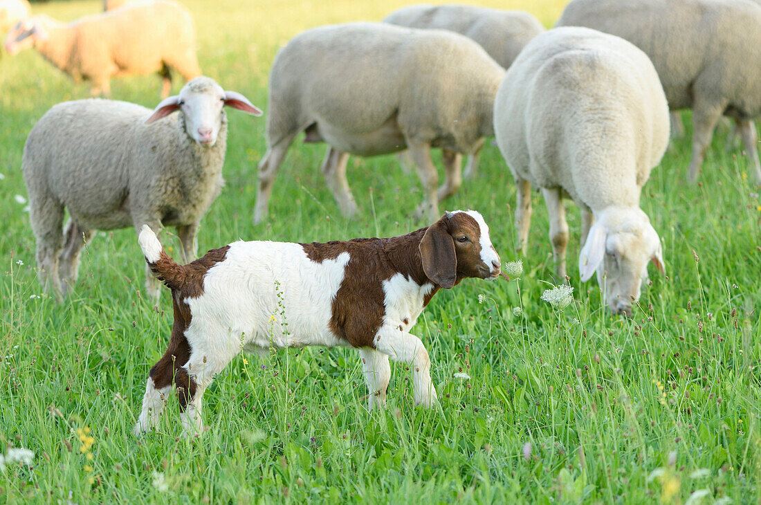 Gruppe von Schafen (Ovis aries) und einem Burenziegenkitz im Freien im Sommer, Oberpfalz, Bayern, Deutschland