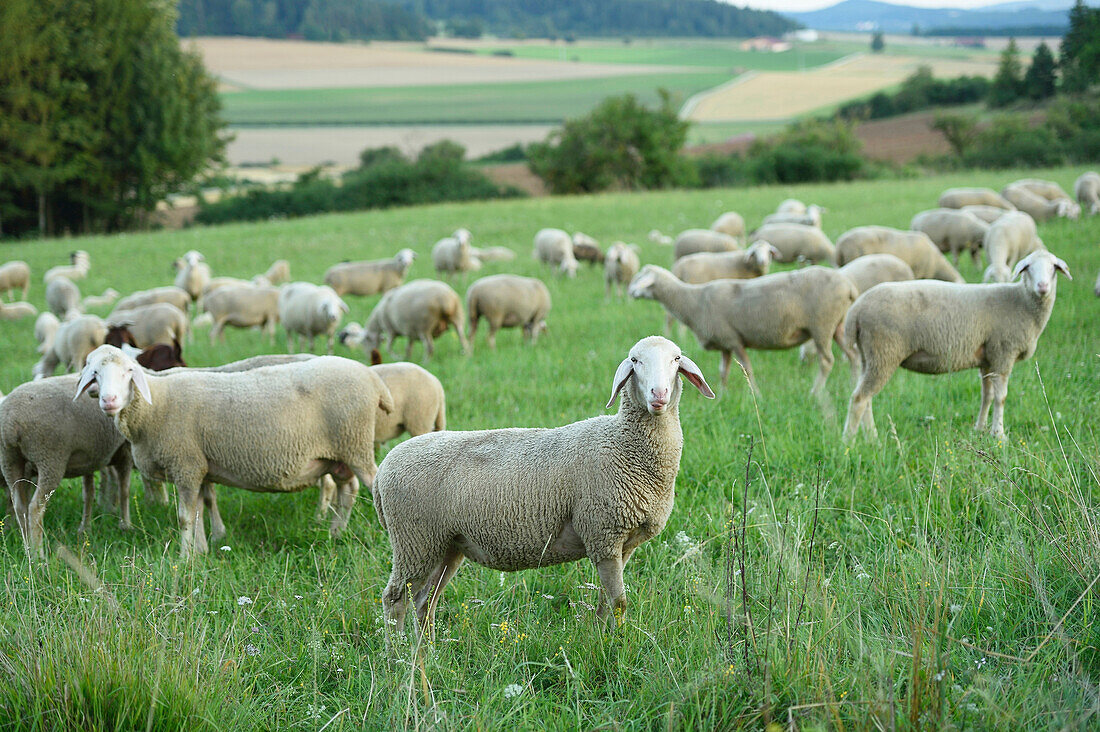 Flock of sheeps (Ovis aries) on a meadow in summer, Upper Palatinate, Bavaria, Germany