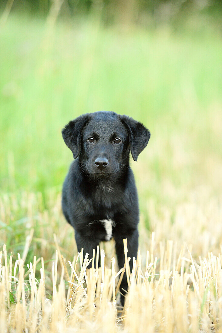 Schwarzer Labrador Retriever-Mischling im Sommer auf einem Feld stehend, Oberpfalz, Bayern, Deutschland