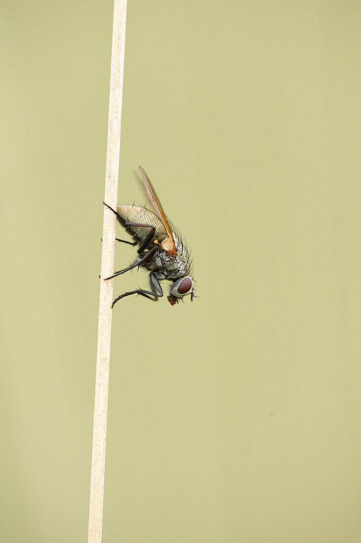 Close-up of a Blow fly (Calliphoridae) sitting on weed in summer, Upper Palatinate, Bavaria, Germany