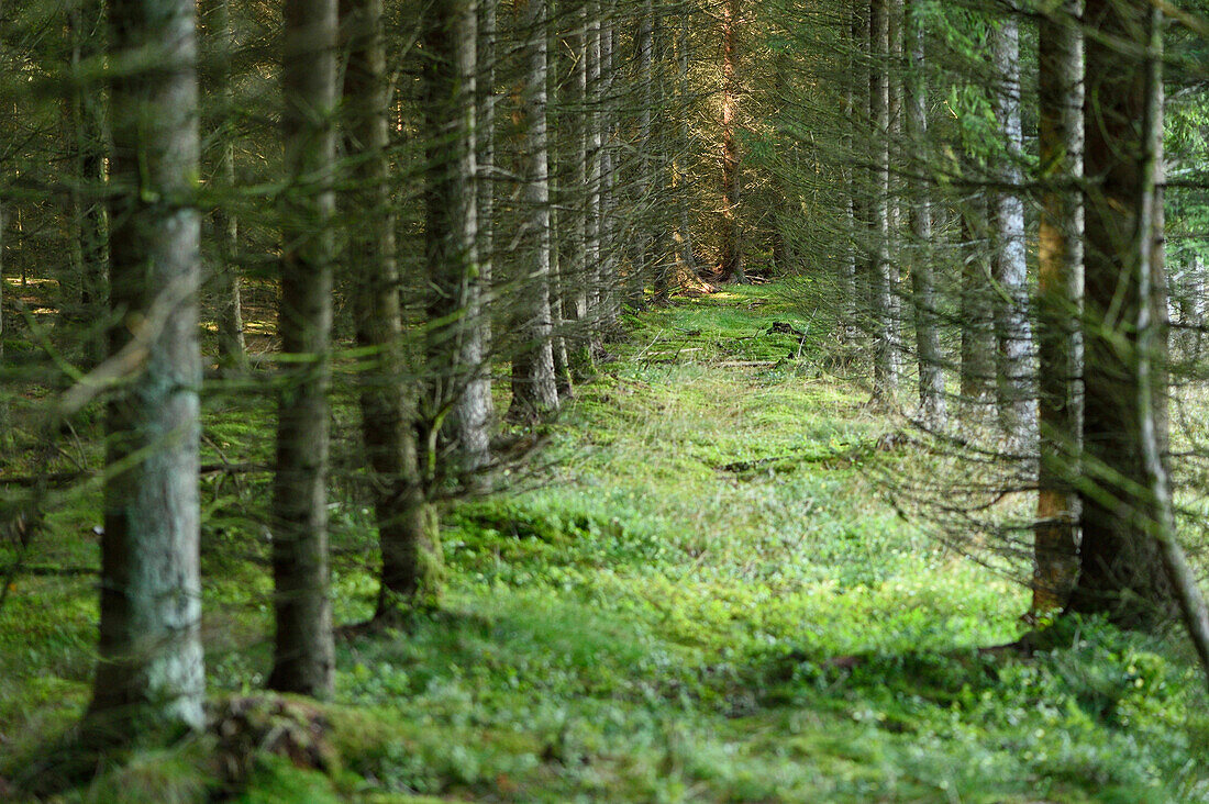 Landschaft eines Fichtenwaldes (Picea abies) im Sommer, Oberpfalz, Bayern, Deutschland