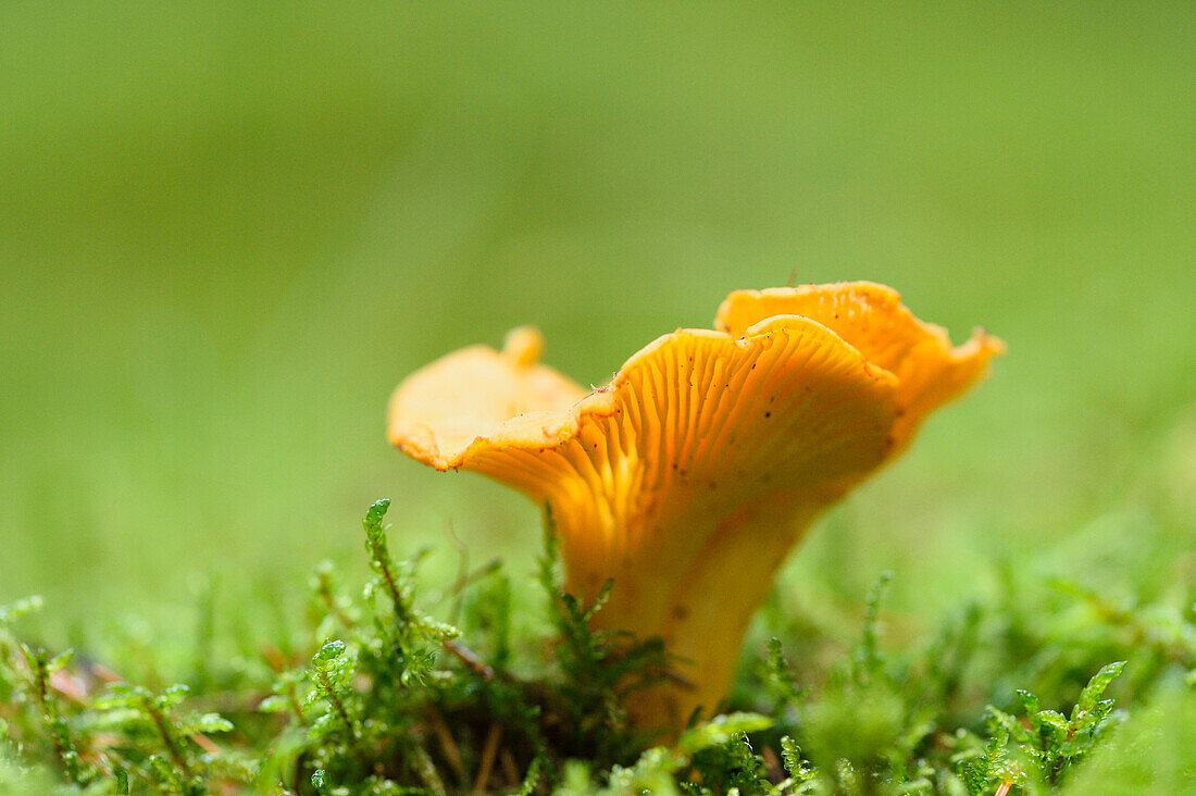 Golden chanterelle (Cantharellus cibarius) growing out of the moss in autumn, Upper Palatinate, Bavaria, Germany