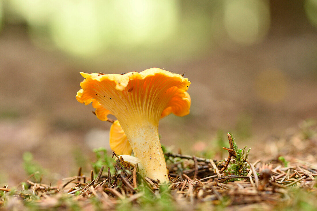 Goldener Pfifferling (Cantharellus cibarius) wächst im Herbst aus dem Moos, Oberpfalz, Bayern, Deutschland