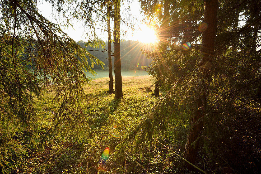 Landschaft mit Sonnenaufgang im Fichtenwald (Picea abies) im Frühsommer, Bayern, Deutschland