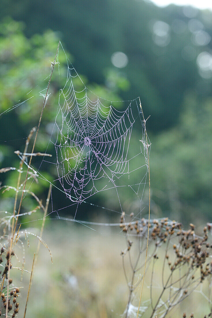 Nahaufnahme von Spinnennetz mit Tau am Morgen in Wiese im Frühsommer, Bayern, Deutschland