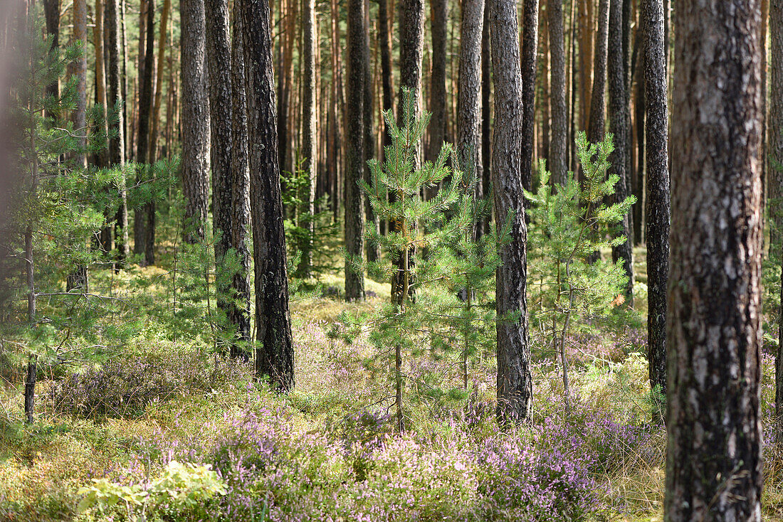Kiefernwald (Pinus sylvestris) mit Gemeinem Heidekraut (Calluna vulgaris) im Spätsommer, Oberpfalz, Bayern, Deutschland