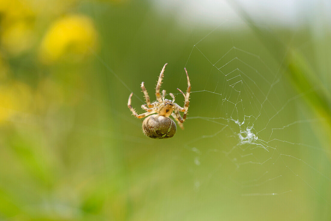 Close-up of European Garden Spider (Araneus diadematus) in Summer, Upper Palatinate, Bavaria, Germany