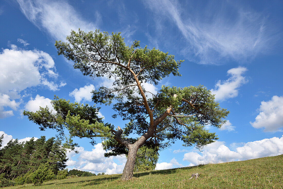 Landschaft mit Waldkiefer (Pinus sylvestris) im Spätsommer, Oberpfalz, Bayern, Deutschland