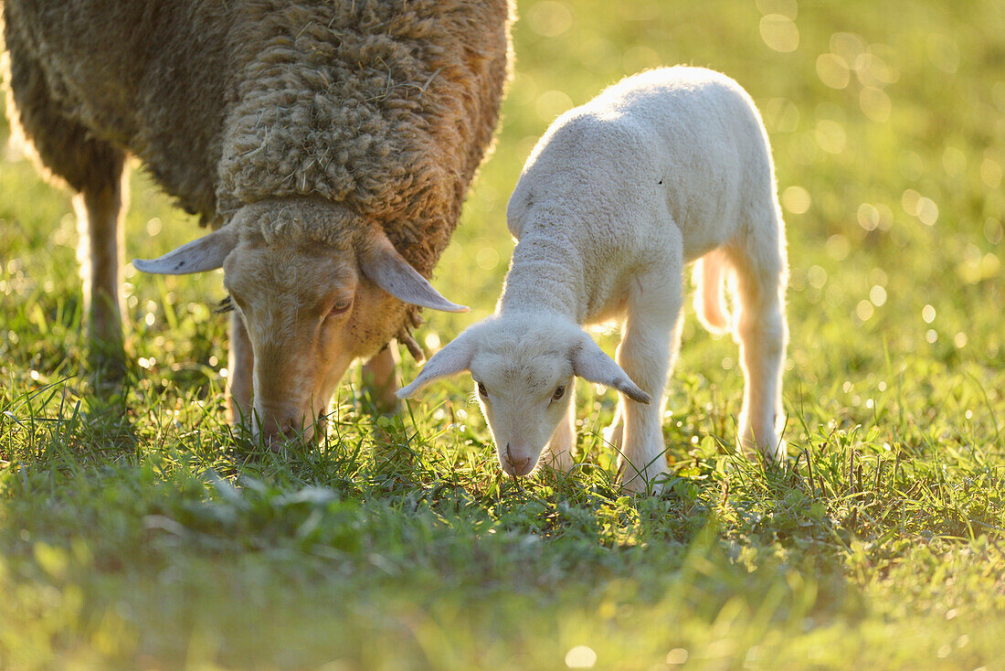 Close-up of Mother Sheep (Ovis orientalis aries) with Lamb on Meadow in Spring, Bavaria, Germany