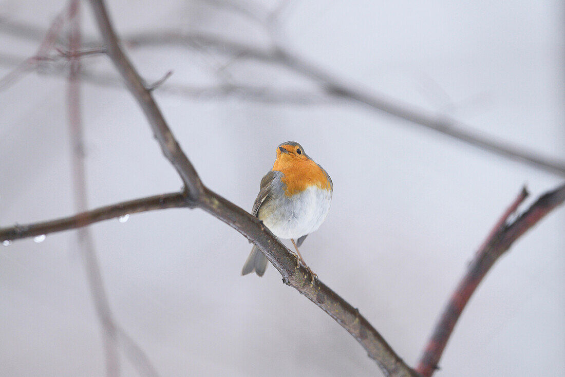 Close-up of a European robin (Erithacus rubecula) in winter, Germany, Europe