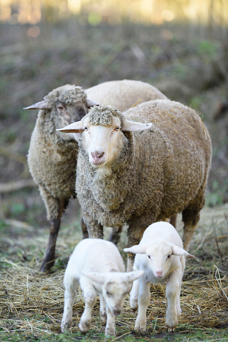 Close-up of a house-sheep (Ovis orientalis aries) mother with her two lambs on a meadow in spring, Bavaria, Germany