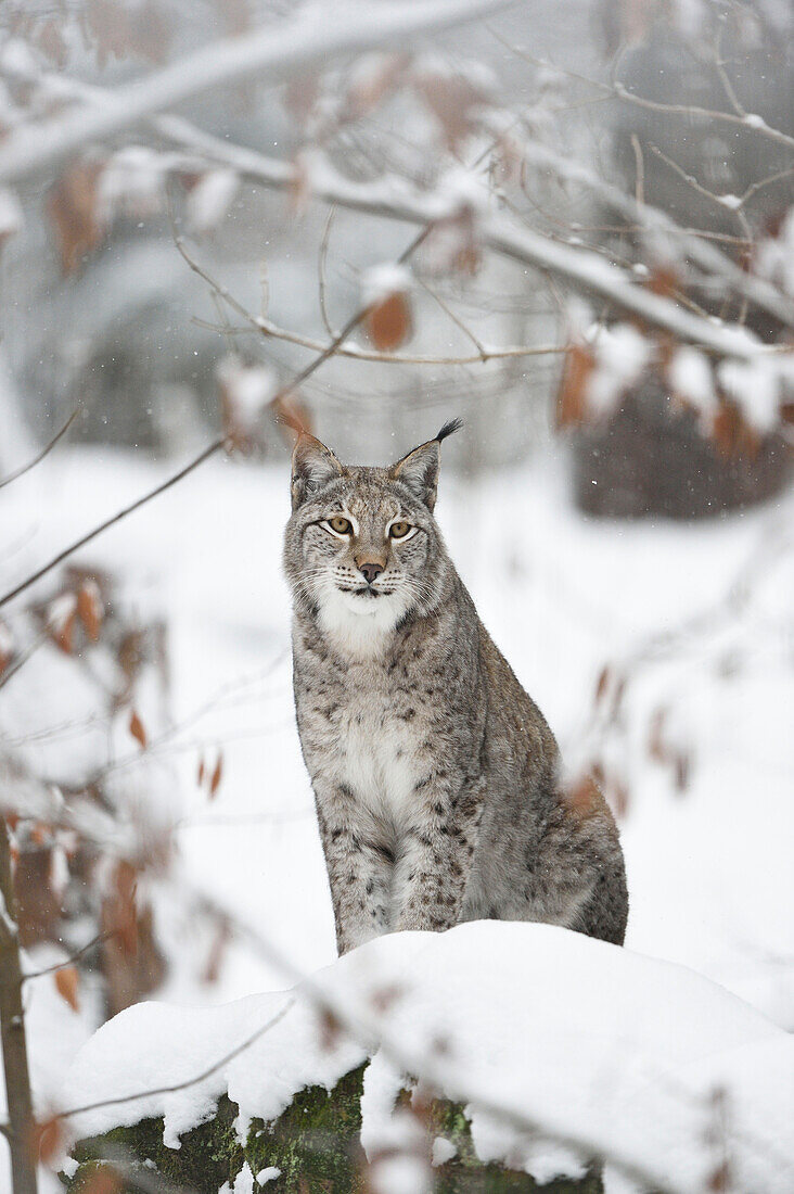 Portrait eines Luchses (Lynx lynx) im Winter, Deutschland