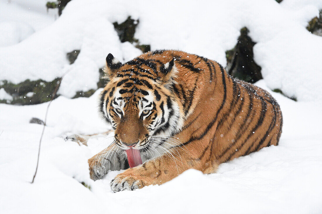 Porträt des Sibirischen Tigers (Panthera tigris altaica) im Winter, Deutschland