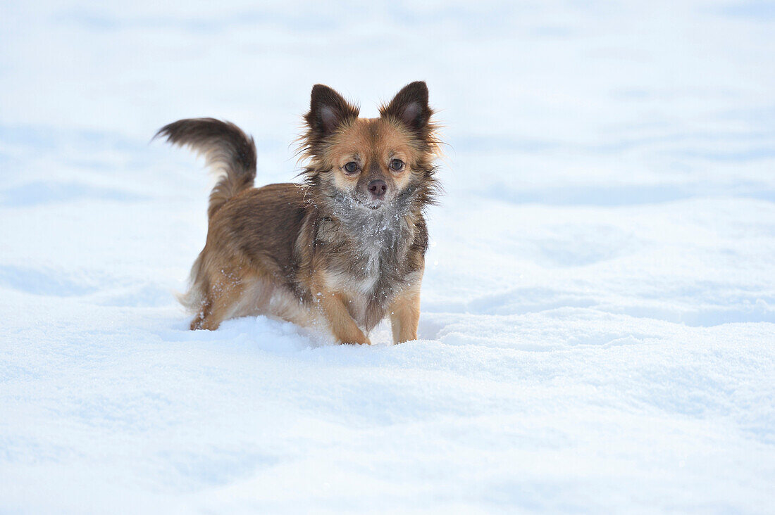 Portrait von Chihuahua im Schnee im Winter, Deutschland