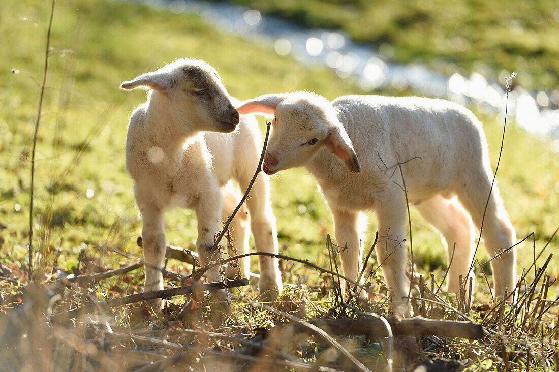 Portrait of Two Lambs (Ovis orientalis aries) on Meadow in Spring, Upper Palatinate, Bavaria, Germany