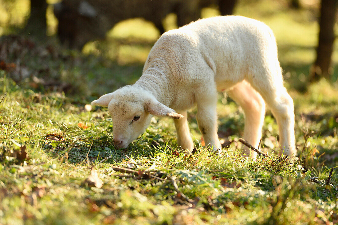 Portrait of Lamb (Ovis orientalis aries) on Meadow in Spring, Upper Palatinate, Bavaria, Germany