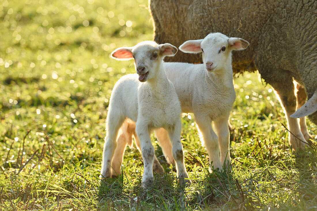 Portrait of Lambs (Ovis orientalis aries) by Ewe on Meadow in Spring, Upper Palatinate, Bavaria, Germany