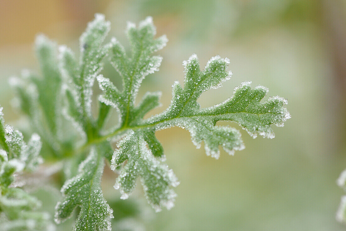 Nahaufnahme von Gemeinem Kreuzkraut (Jacobaea vulgaris) im Winter, Oberpfalz, Bayern, Deutschland