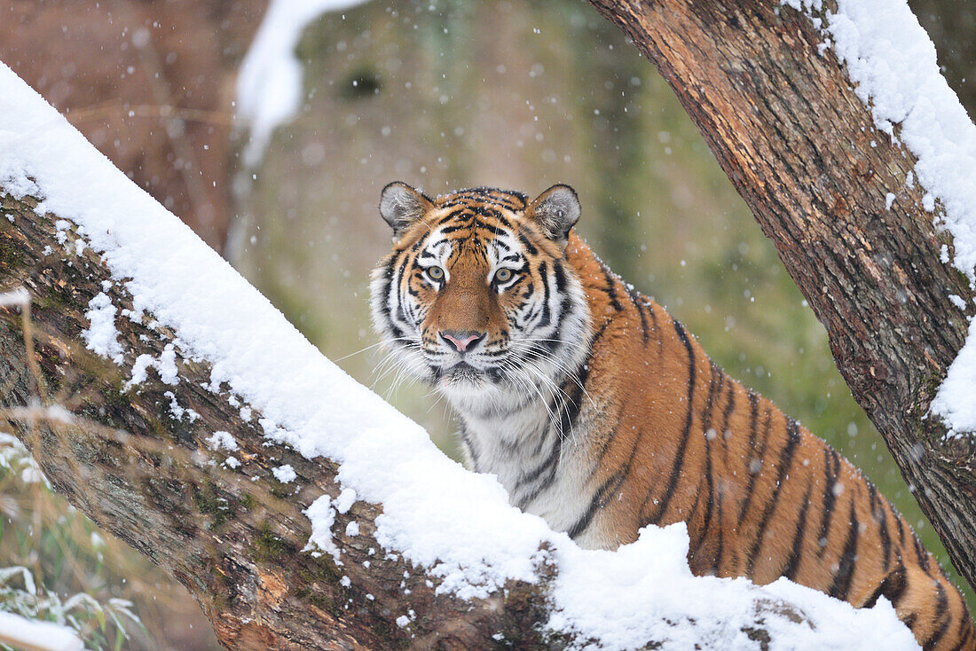 Porträt des Sibirischen Tigers (Panthera tigris altaica) im Winter, Deutschland