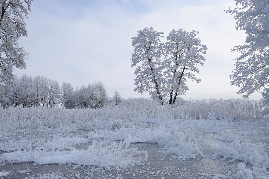 Landschaft mit zugefrorenem Teich und Erlenbäumen (Alnus glutinosa) im Winter, Oberpfalz, Bayern, Deutschland