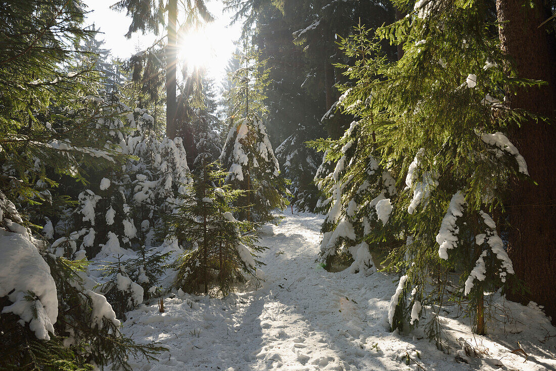 Fichtenwald (Picea abies) an einem sonnigen Wintertag, Oberpfalz, Bayern, Deutschland