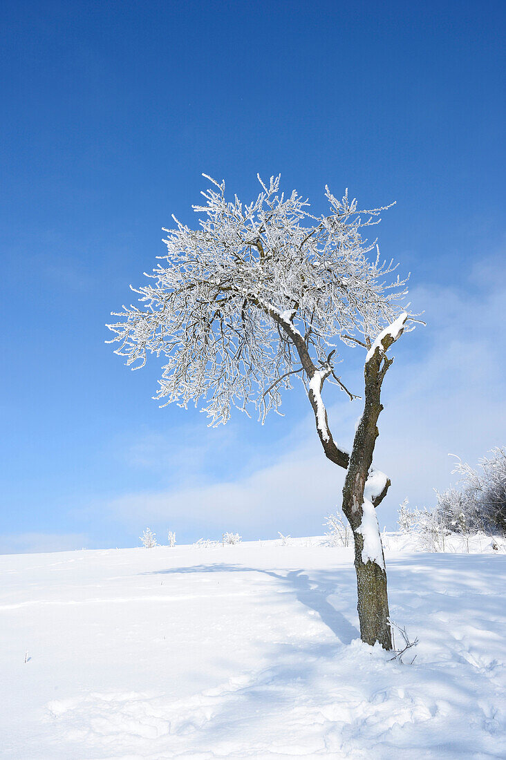 Landschaft mit gefrorenem Obstbaum an einem sonnigen Tag im Winter, Oberpfalz, Bayern, Deutschland