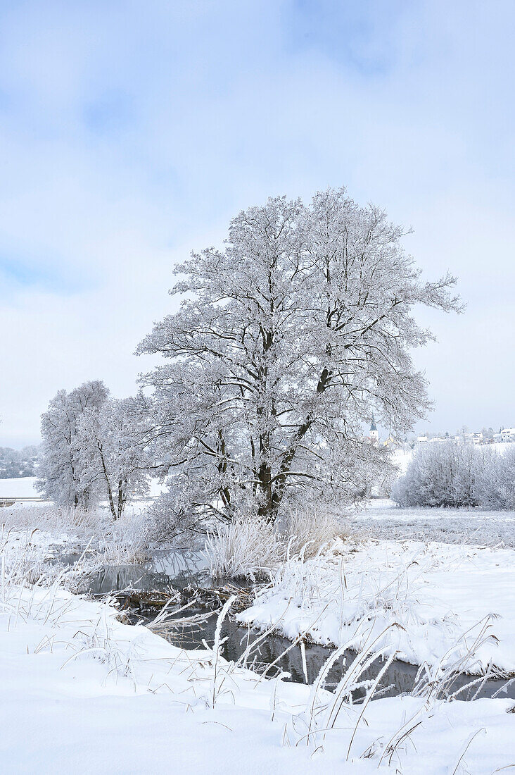 Landschaft mit Bach und gefrorenen Erlen (Alnus glutinosa) im Winter, Oberpfalz, Bayern, Deutschland