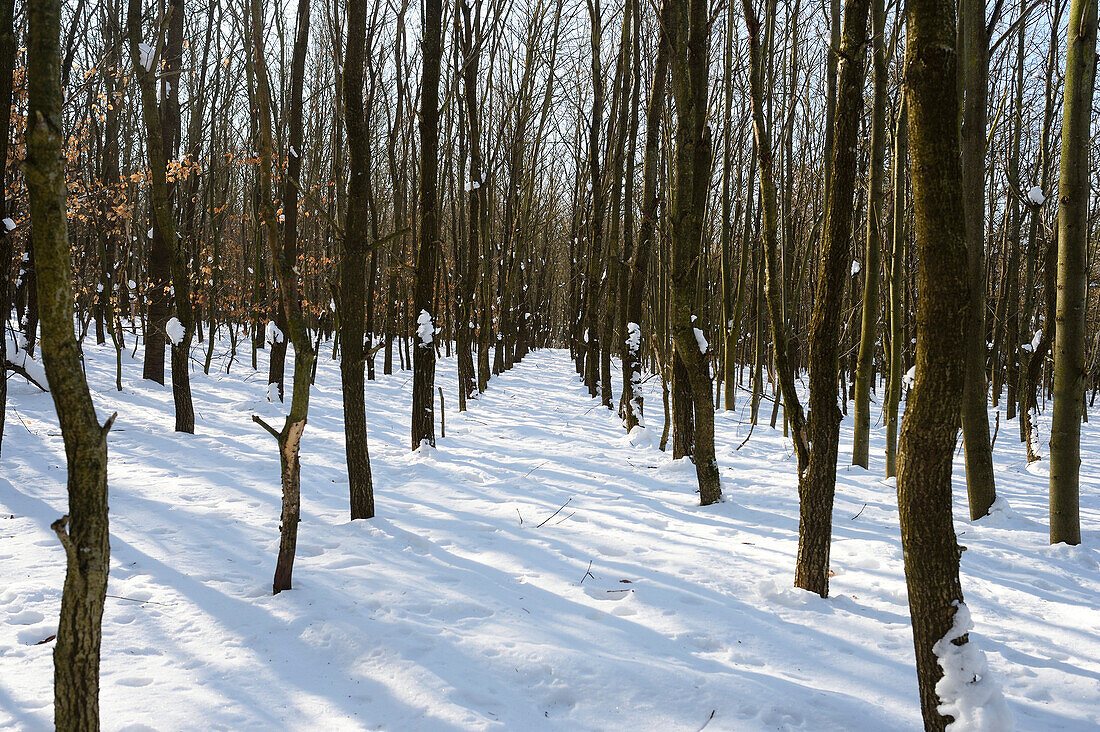 Verschneite Landschaft mit jungem Laubwald im Winter, Oberpfalz, Bayern, Deutschland