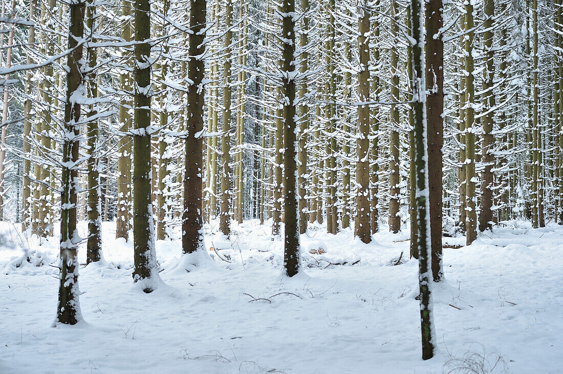 Landschaft mit verschneitem Fichtenwald (Picea abies) im Winter, Oberpfalz, Bayern, Deutschland