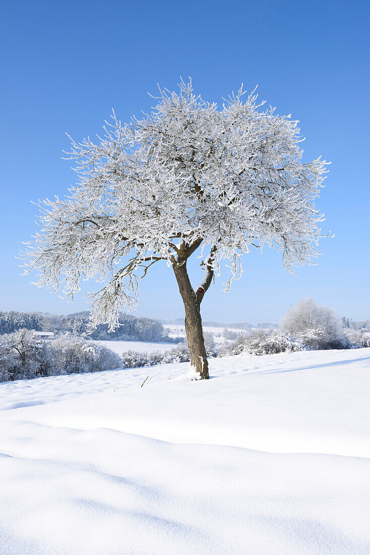 Landschaft mit gefrorenen Obstbäumen an einem sonnigen Tag im Winter, Oberpfalz, Bayern, Deutschland