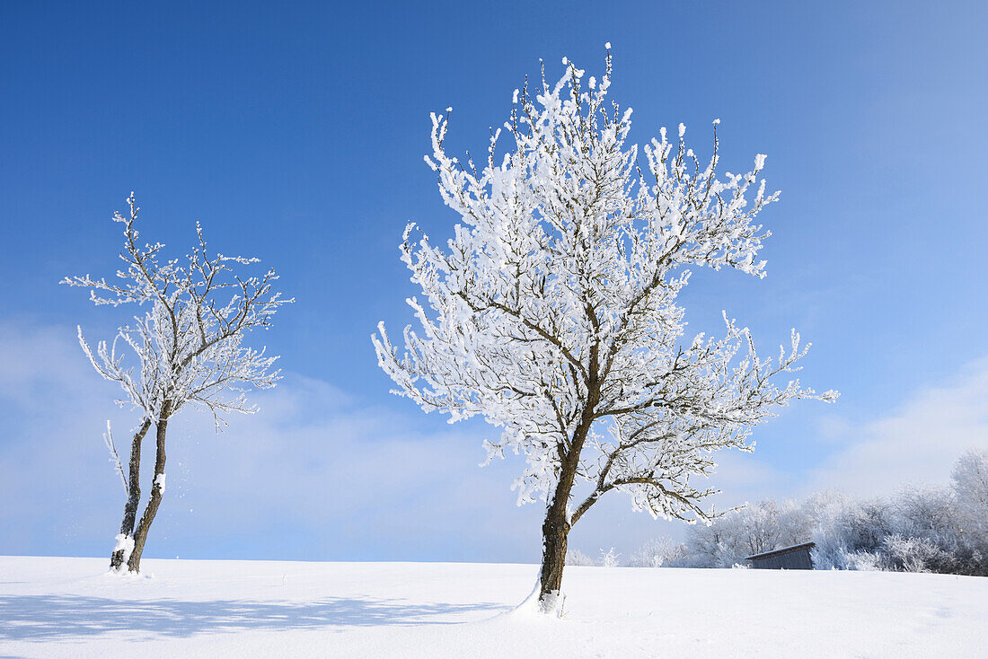 Landscape of Frozen Fruit Trees on Sunny Day in Winter, Upper Palatinate, Bavaria, Germany