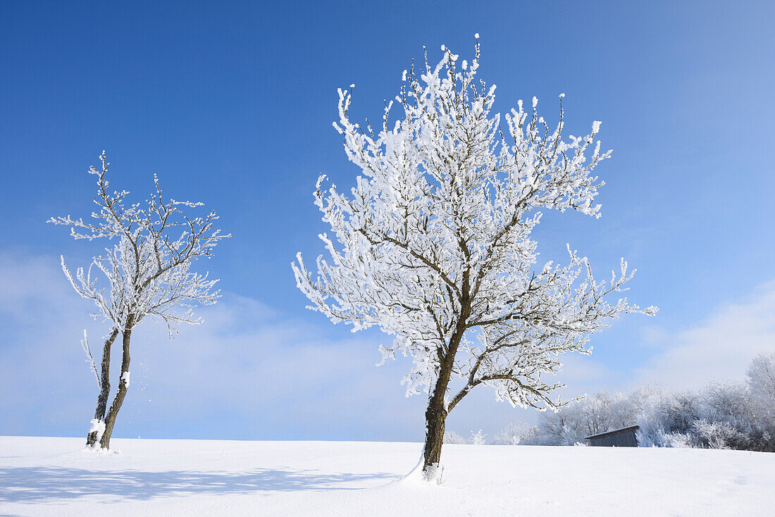 Landschaft mit gefrorenen Obstbäumen an einem sonnigen Tag im Winter, Oberpfalz, Bayern, Deutschland