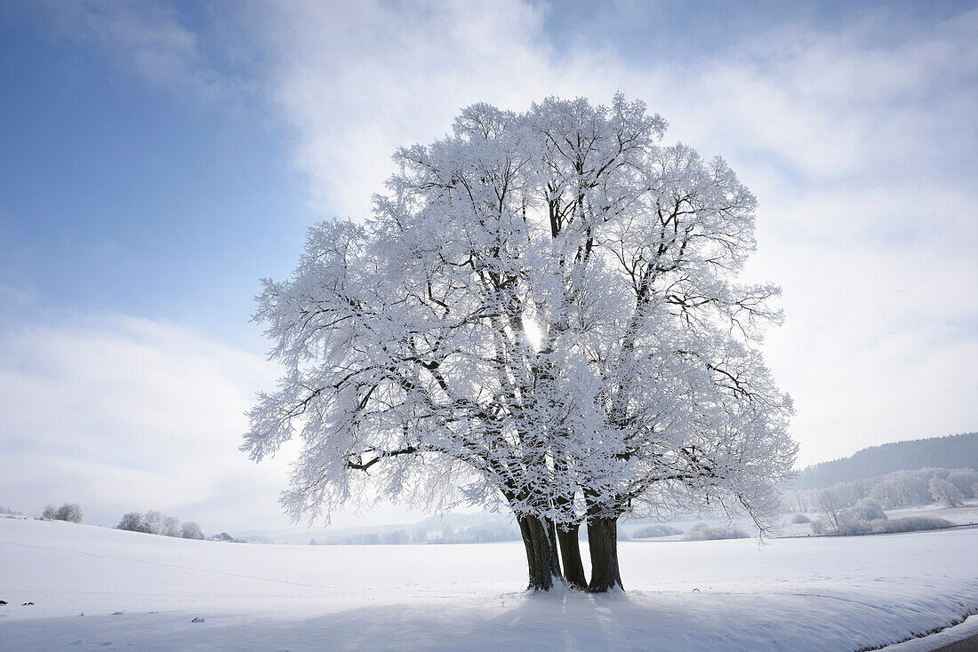 Landschaft mit erfrorener Silberlinde (Tilia tomentosa) an einem sonnigen Tag im Winter, Oberpfalz, Bayern, Deutschland
