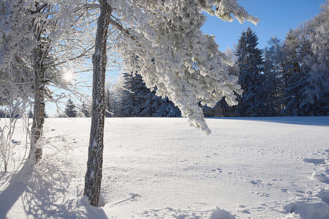 Landschaft mit gefrorenen Bäumen an einem frühen Wintermorgen, Bayerischer Wald, Bayern, Deutschland