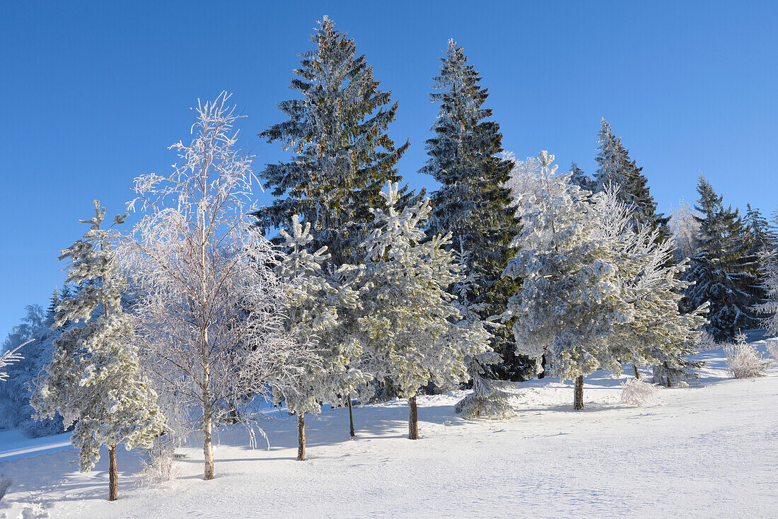 Landschaft mit gefrorenen Bäumen an einem frühen Wintermorgen, Bayerischer Wald, Bayern, Deutschland