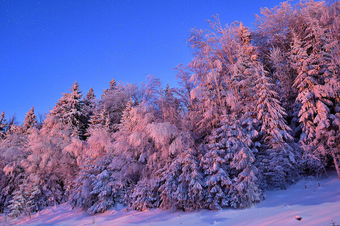 Waldlandschaft im Winter bei Mondschein in der Nacht, Bayerischer Wald, Bayern, Deutschland