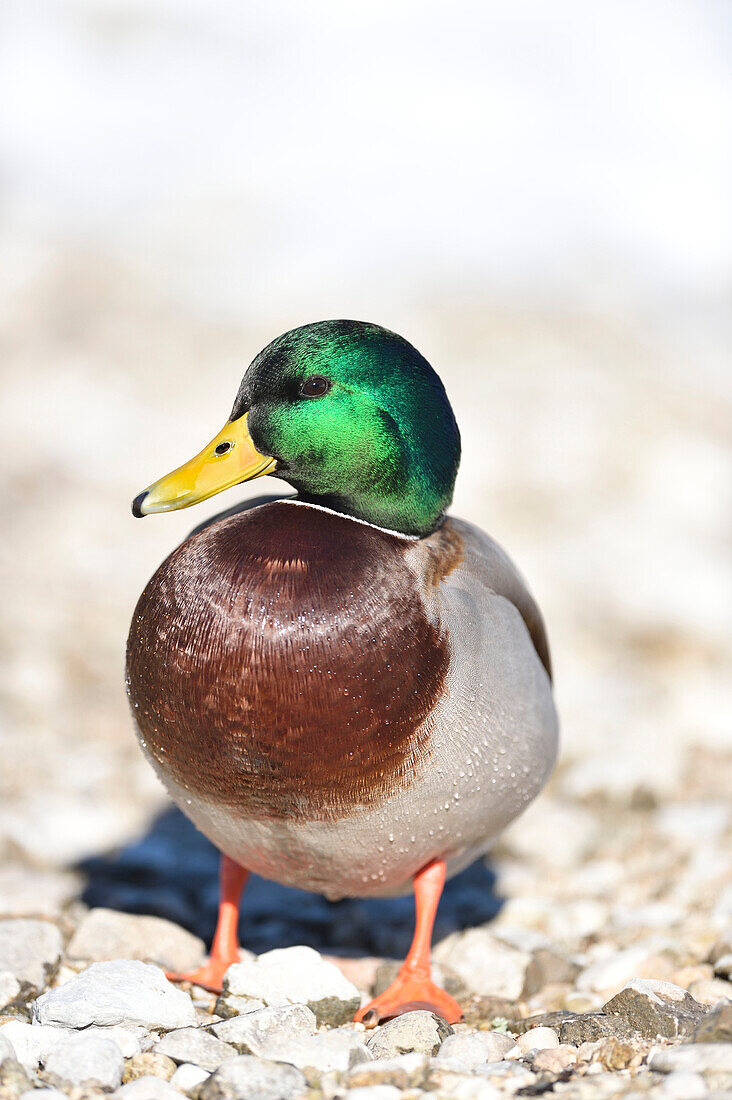 Close-up portrait of a mallard drake (Anas platyrhynchos) at Lake Grundlsee in winter, Styria, Austrai